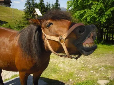 a horse with a mask on its face at Bad Bergfallerhof in Valdaora