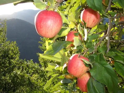 a bunch of apples hanging from a tree at Lafreiderhof in Castelrotto