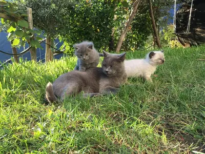 three cats are sitting in the grass at Lafreiderhof in Castelrotto