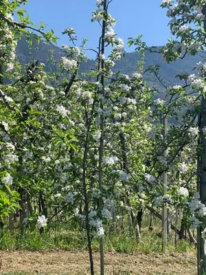 a tree with white flowers on it in a field at Hotel Zima in Merano