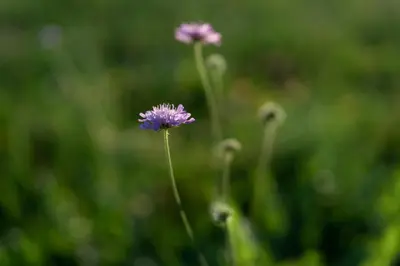 a purple flower in a field of grass at Transmontana in Vols am Schlern
