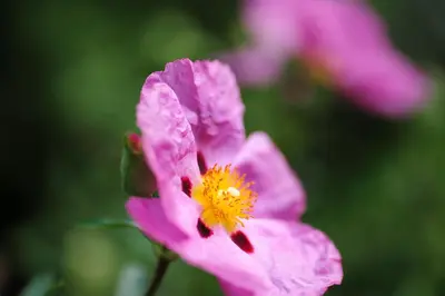 a close up of a pink flower with a yellow center at Villa Sasso in Merano
