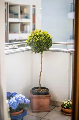 a small tree in a pot next to other plants at RESIDENCE LEONARDO in Merano