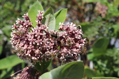 a group of bees on a purple flower at Schneiderhof in Valdurna