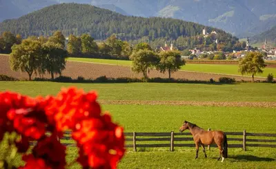 a horse standing in a field next to a fence at Schönhuberhof Apartment Panoramablick in Brunico