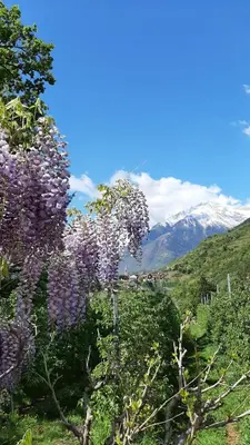 a tree with purple flowers on the side of a mountain at LAnJA ihr besonderes Urlaubszuhause in Lagundo