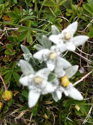 a group of white flowers on the ground at Piz Alpin B&B in Colfosco