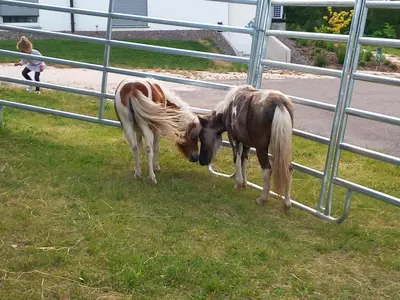 two horses standing in the grass near a fence at SUNNLEITN HOF in Nova Ponente