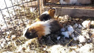 a dog is laying in a pile of snow at SUNNLEITN HOF in Nova Ponente