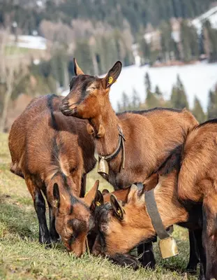 a group of goats playing in the grass at Wolfhof_Ritten in Auna di Sopra