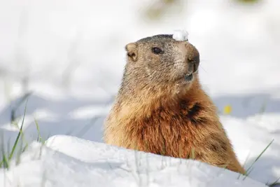 a small animal with a snowball on its head in the snow at Apartment Bellaria in Santa Cristina in Val Gardena