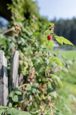 a red strawberry on a plant next to a fence at Rooms Kronblick in San Lorenzo di Sebato