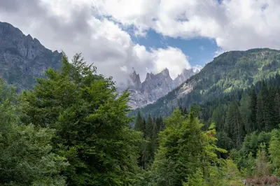a view of a forest with mountains and trees at Ciasa Molino 306 in Falcade