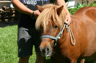 a man is standing next to a brown horse at Ferienwohnungen Bulandhof in Valdaora