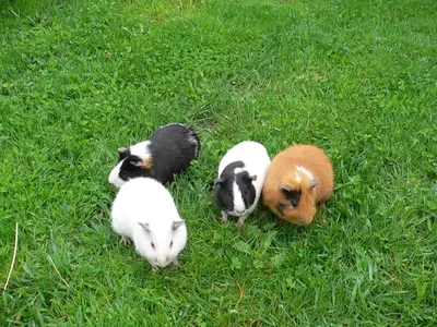 a group of five animals laying in the grass at Ferienwohnungen Bulandhof in Valdaora