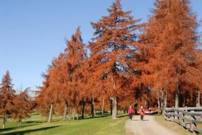 a group of people walking down a dirt road next to trees at Rastlhof in Meltina