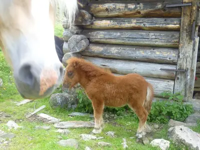 a horse and a baby horse looking at a pony at Rastlhof in Meltina