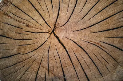 a close up of the top of a wooden tree stump at Aparthotel Bacher in Bressanone