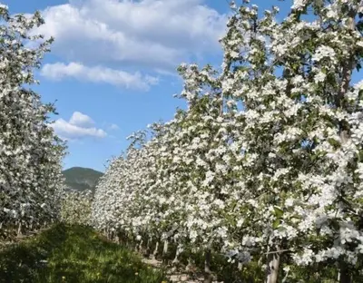 a row of trees with white flowers on them at Millenniumshof in Caldaro