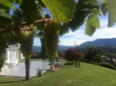 a bunch of grapes hanging from a tree at Millenniumshof in Caldaro