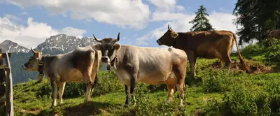 a group of cows standing on a grassy hill at Ferienwohnung Maiernhof Bauernhof Ultental in San Pancrazio dʼUltimo