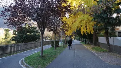 a person walking down a sidewalk next to trees at Haus Gugler in Bolzano