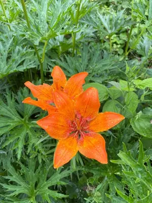 an orange flower sitting on top of green plants at Il nido dei gufi in Falcade