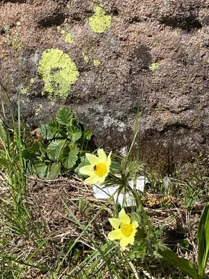 two yellow flowers in the grass next to a rock at Il nido dei gufi in Falcade
