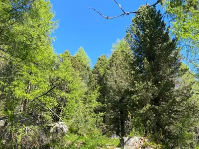a tall pine tree in the middle of a forest at Il nido dei gufi in Falcade