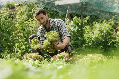 a man holding a bunch of lettuce in a garden at Dolomitihouse VIEGHEL in Fiera di Primiero