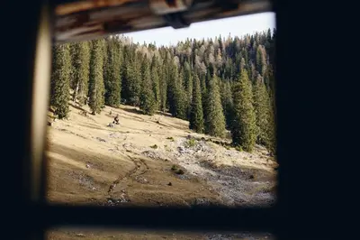 a view of a forest of trees from a window at Rifugio Malga Ra Stua in Cortina dʼAmpezzo