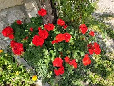 a bunch of red flowers in a garden at Villa Erica in Badia