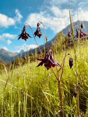 a bunch of flowers in a field of grass at Garní Ladinia in Pescul