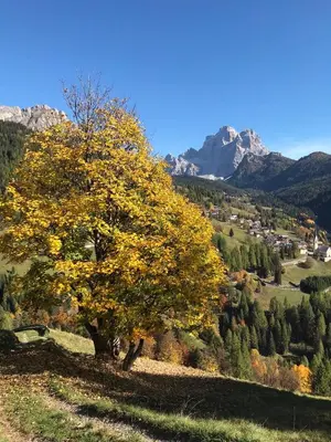 a tree on a hill with mountains in the background at Garní Ladinia in Pescul