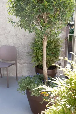 a tree in a large pot next to a chair at DOMUS FABER in Merano