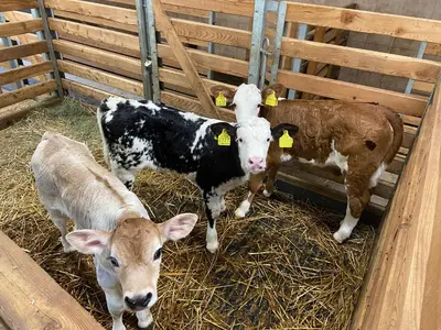 a group of cows standing in a pen with hay at GSCNARA - APARTMENT LIN in Antermoia