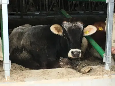 a black cow laying in the dirt in a barn at GSCNARA - APARTMENT LIN in Antermoia