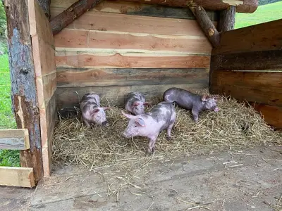 four pigs standing in hay in a wooden structure at GSCNARA - APARTMENT LIN in Antermoia