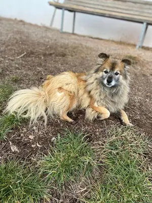 a dog laying in the grass next to a bench at GSCNARA - APARTMENT LIN in Antermoia