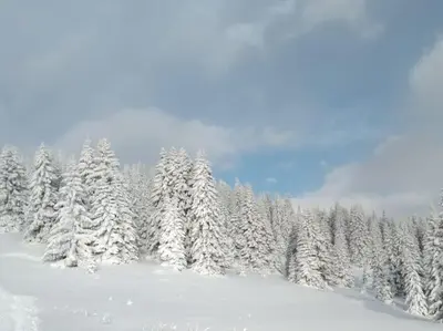a snow covered forest with snow covered trees at Appartamento l’ Aier - Arabba - Dolomiti in Livinallongo del Col di Lana