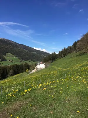a field of yellow flowers on a hill with a white house at Mittersteinerhof in Villabassa