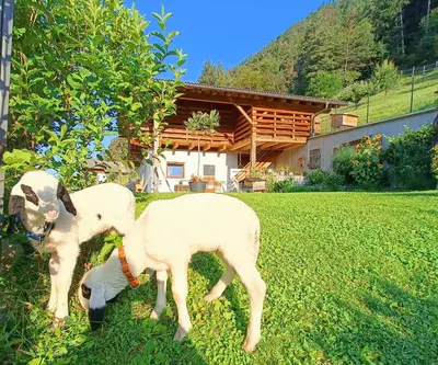 two goats standing in the grass in front of a house at Gosthof Kastelruth in Castelrotto