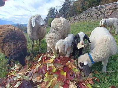 a group of sheep standing in the grass at Gosthof Kastelruth in Castelrotto
