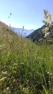 a field of tall green grass on a hill at Unterweg Hof in Sarntal
