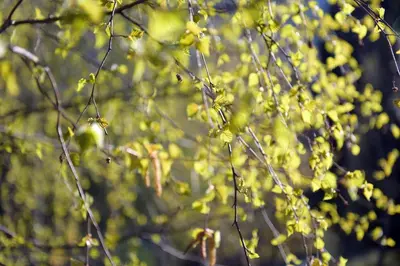 a close up of a tree with green leaves at B&B Mas de Lagorae in Tesero
