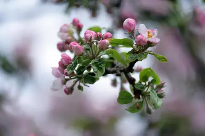 a branch of a flowering tree with pink flowers at B&B Mas de Lagorae in Tesero