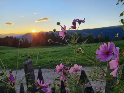 a fence with flowers and the sunset in the background at Salmsein Biohof in Fiè
