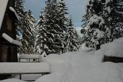 a yard covered in snow next to some trees at Baita Giggia sulle piste - Cavalese in Trentino Alto Adige cottage chalet in Cavalese