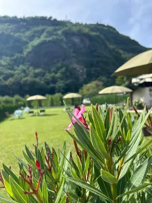 a plant in front of a green field with umbrellas at Rosalie Apartments in Lana