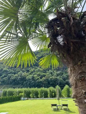 two chairs sitting under a palm tree in a field at Rosalie Apartments in Lana